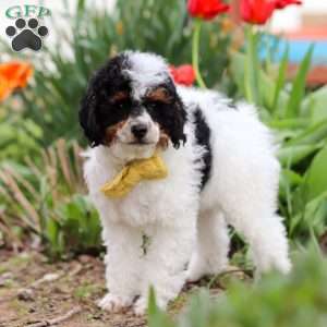 Crue, Miniature Poodle Puppy
